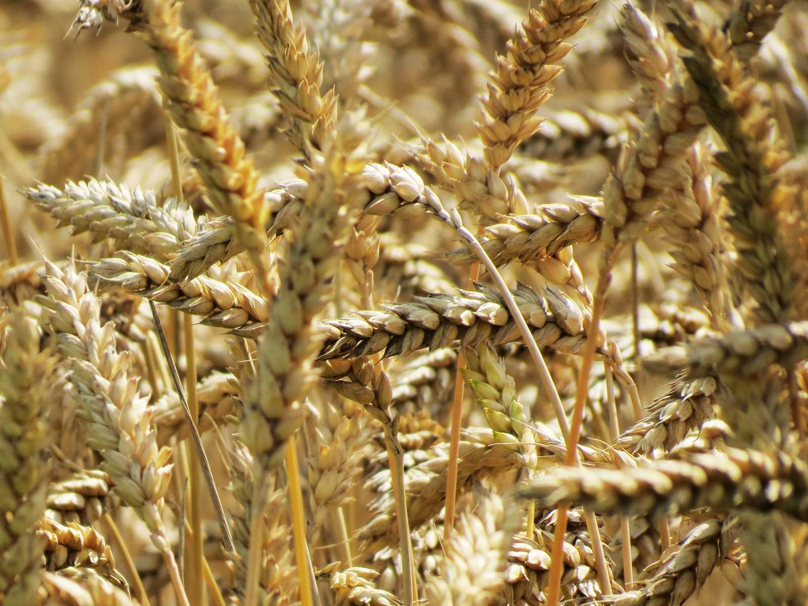 Curs Managementul exploatatiilor agricole – Curs Viitor